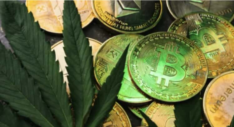 How Blockchain Is Making the Cannabis Industry Safer and More Transparent