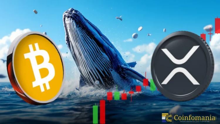 Короткие позиции Bitcoin Whale увеличиваются на фоне падения BTC и XRP
