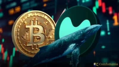 Whales Go Bullish: $72M in Bitcoin Longs on Hyperliquid Signal Market Confidence