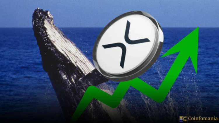 XRP Whale Wallets Hit Record High as Price Jumps 26% in One Week