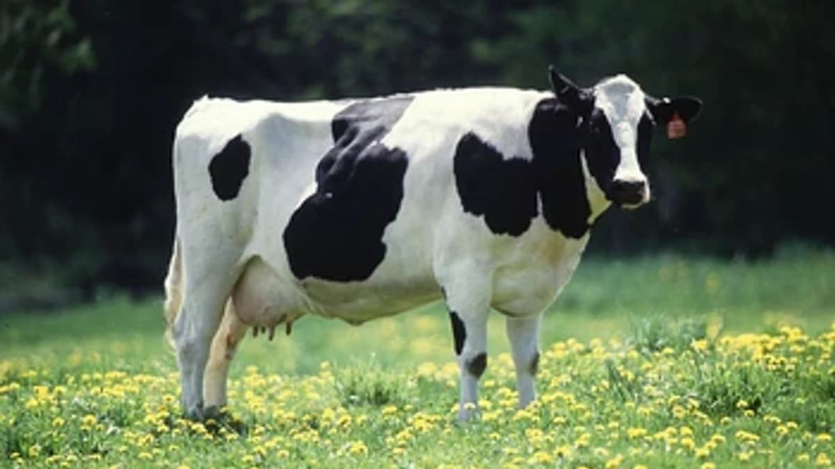 Arbitrum Tweets About Tokenized Cows as Interest Grows