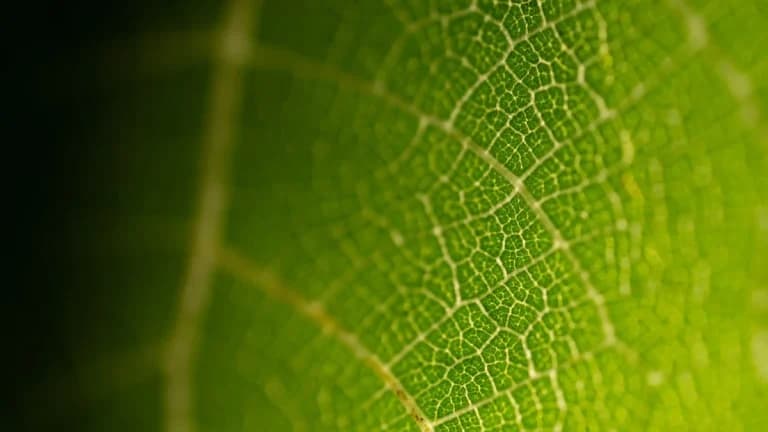 Pendle Introduces Tradeable RWA Structured Credit, According to Tweet