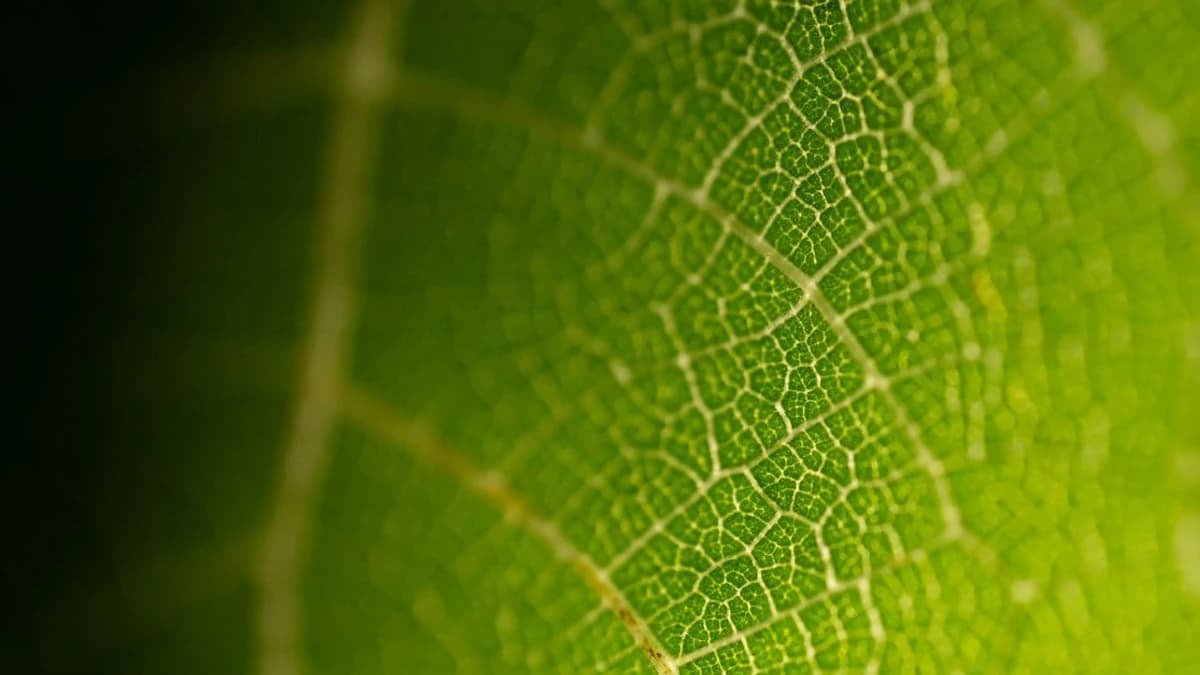 Pendle Introduces Tradeable RWA Structured Credit, According to Tweet