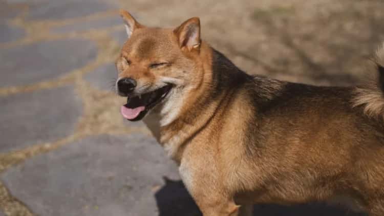 Bitwise Liquidates Dogecoin ETF, Sparking Market Speculation