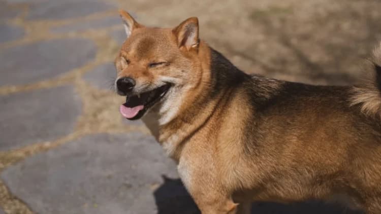 Bitwise Liquidates Dogecoin ETF, Sparking Market Speculation