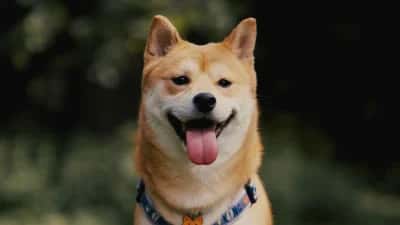 Elizabeth Warren Critiques DOGE's Role in Social Security Cuts
