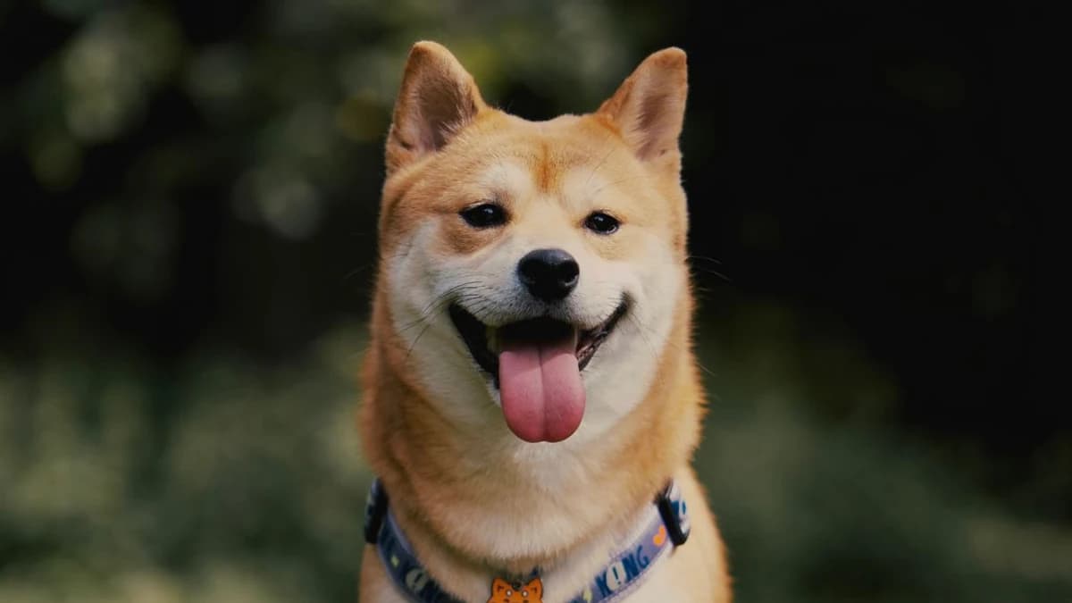 Elizabeth Warren Critiques DOGE’s Role in Social Security Cuts