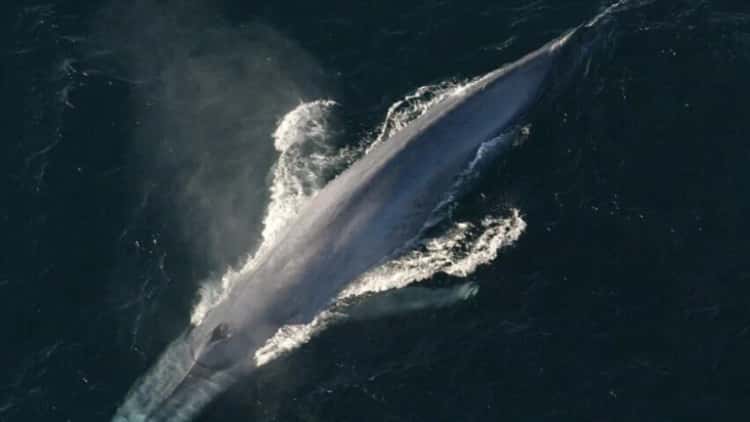 Bitcoin Whale Sells 800 BTC — Here’s Why It Matters