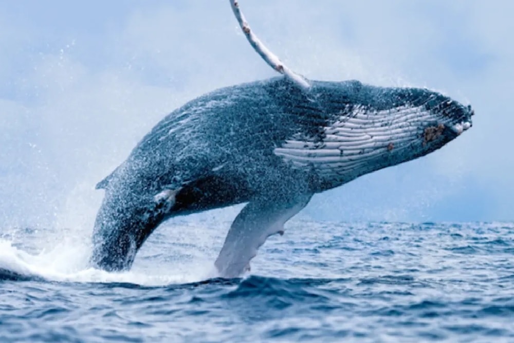 Bitcoin whale Bitfinex