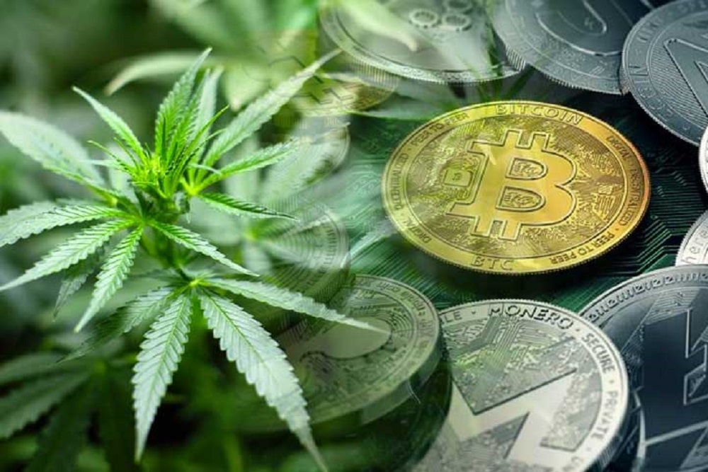 what the crypto weed coin to buy