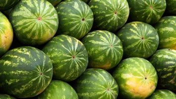 Farmers Water Melon on a FreshChain Blockchain
