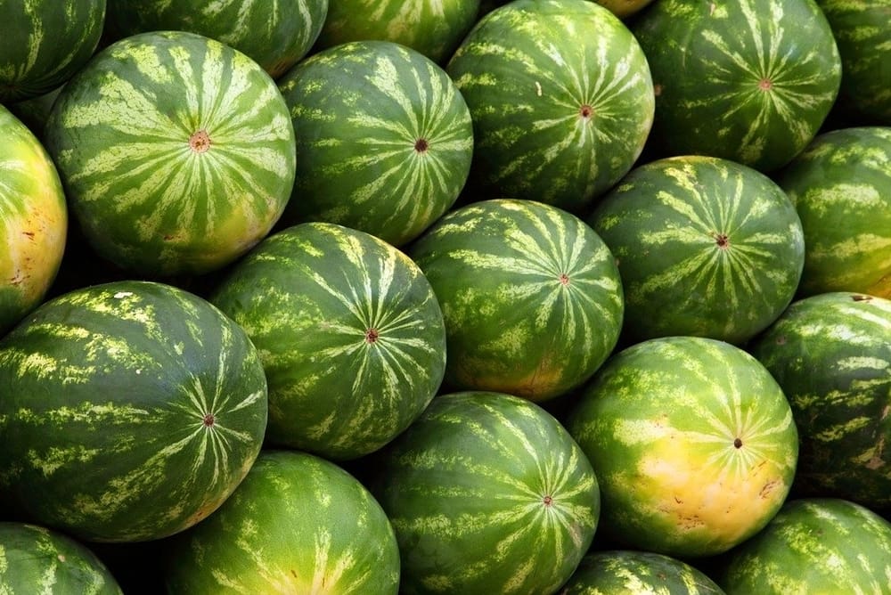Farmers Water Melon on a FreshChain Blockchain