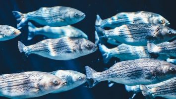 UnionBank WWF Fish Blockchain