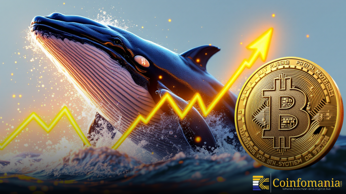 Whale market coin (84) 사진