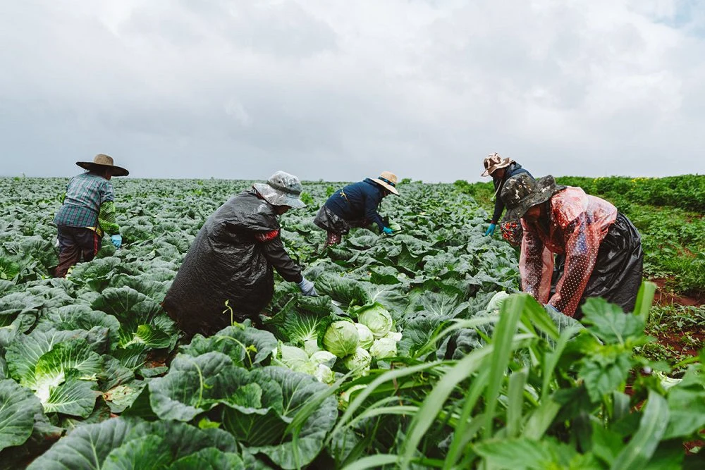 Algorand Partners Boston University and Hello Tractor to Support African Farmers