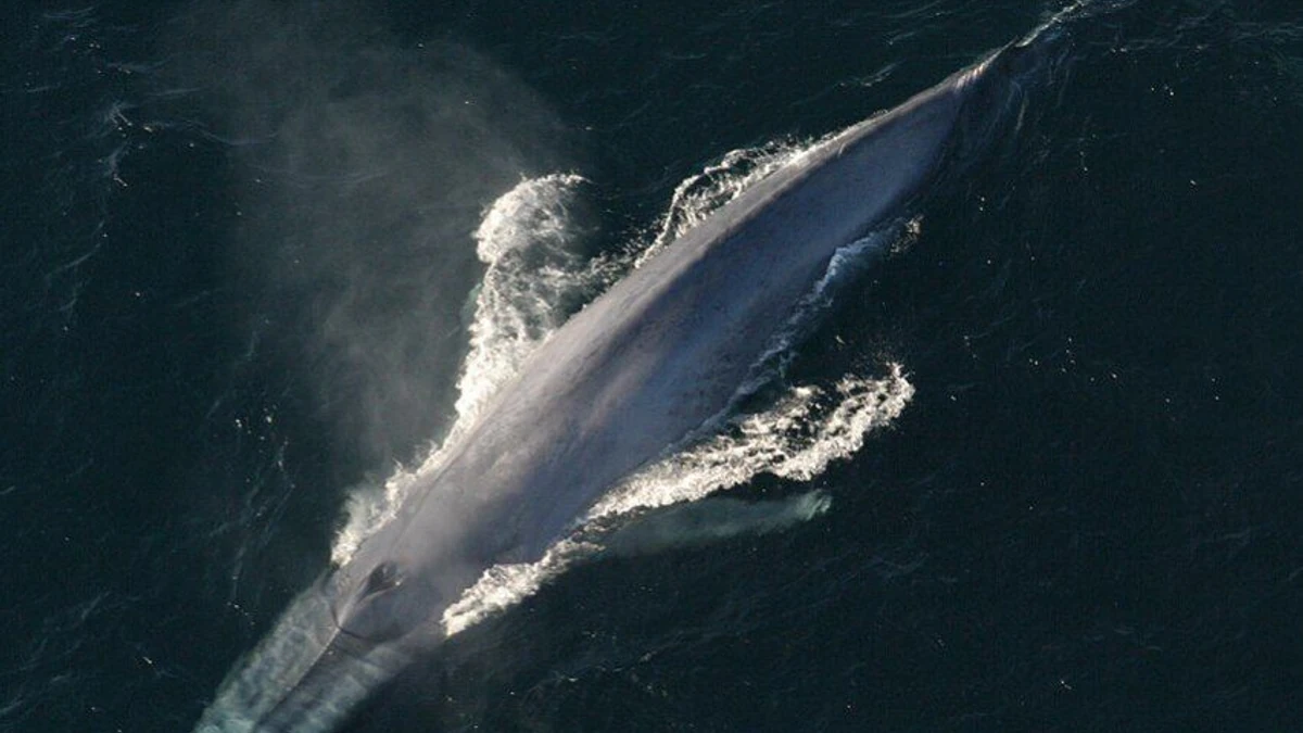 Bitcoin Whale Sells 800 BTC — Here’s Why It Matters
